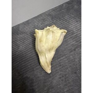 Natural Queen Conch Shell 6" Peach Orange White Cream Medium Sized